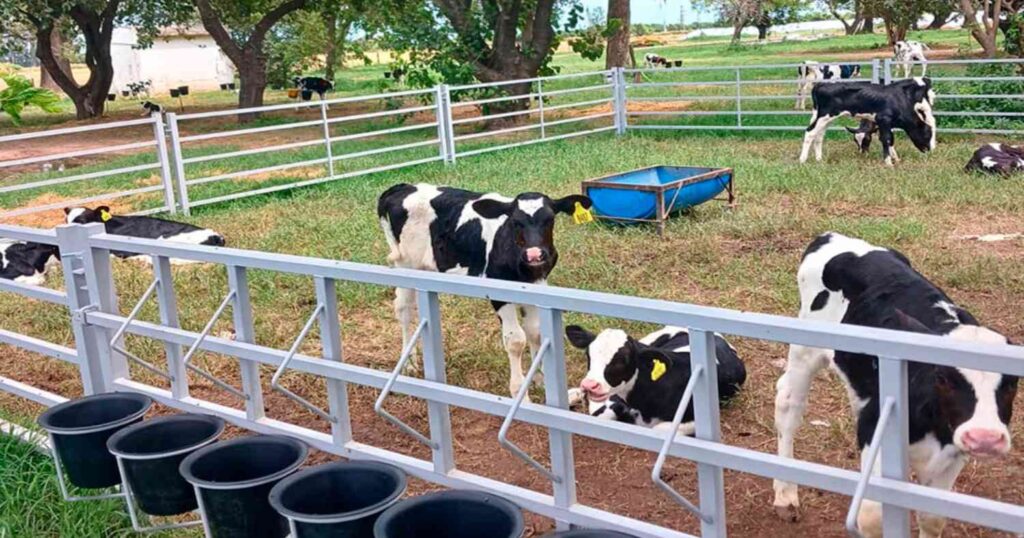 Ganadería, terneros