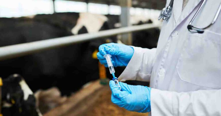 Aftosa, ganadería, vacuna, vacunación antiaftosa, vacuna antiaftosa