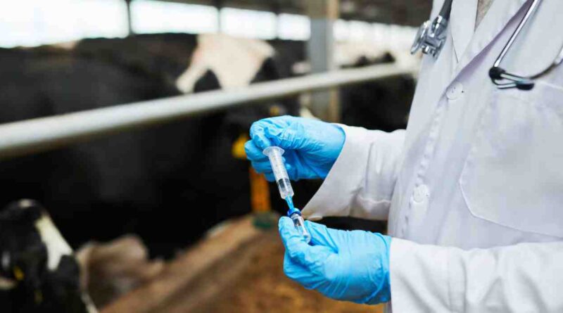 Aftosa, ganadería, vacuna, vacunación antiaftosa, vacuna antiaftosa