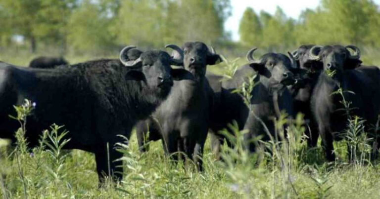 Búfalos, Argentina, ganadería, búfalo
