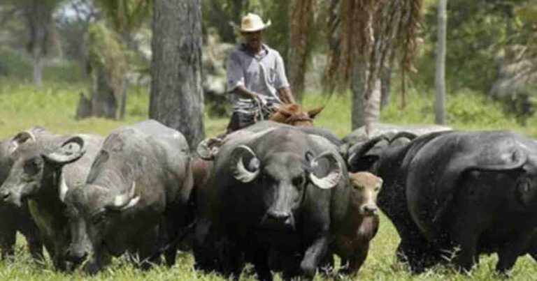 Búfalos, Argentina, ganadería