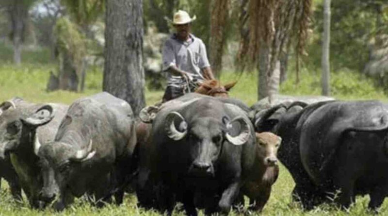 Búfalos, Argentina, ganadería