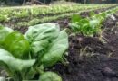 Agricultura, Campaña 2026/27