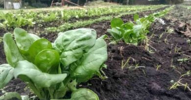 Agricultura