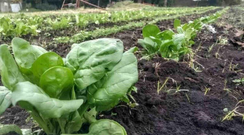 Agricultura