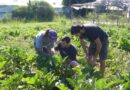 Agricultura