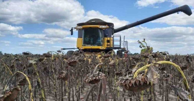 Girasol, cosecha, combustibles