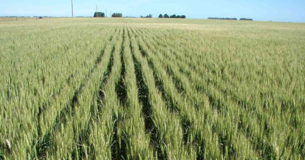 Trigo, raigras
