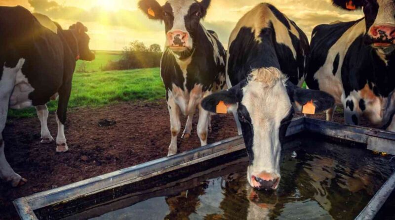 Ganadería, agua, verano
