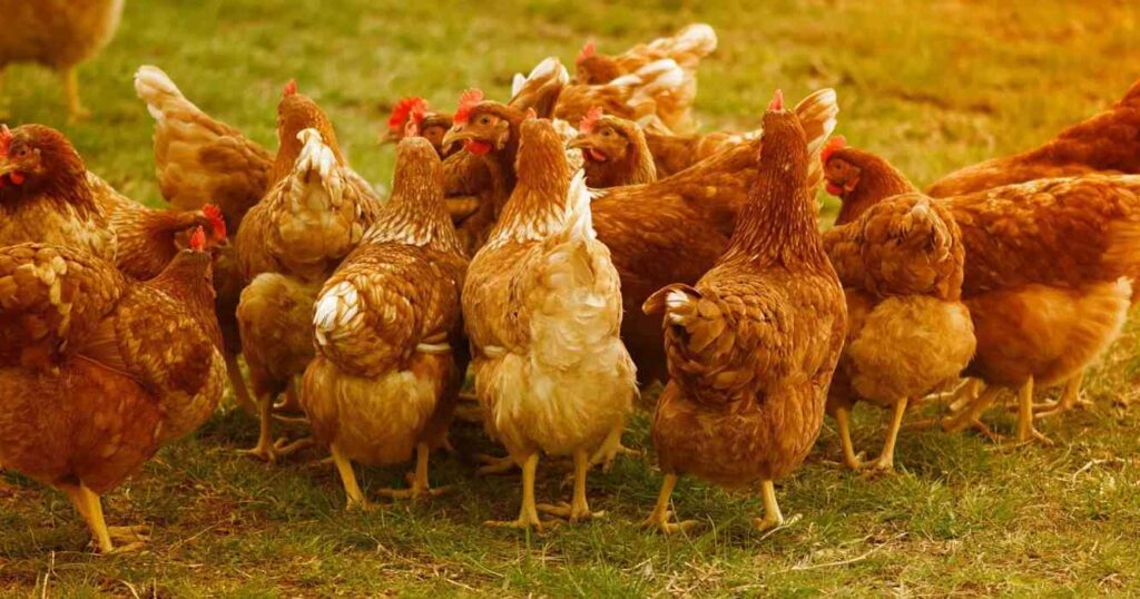 avicultura, gallinas, INTA