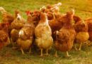 avicultura, gallinas, INTA