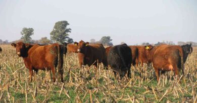 Ganadería, diplodiosis, Pergamino