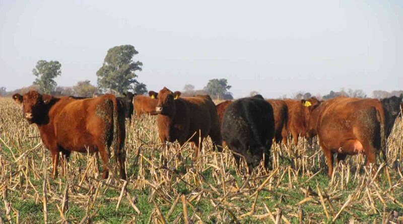 Ganadería, diplodiosis, Pergamino