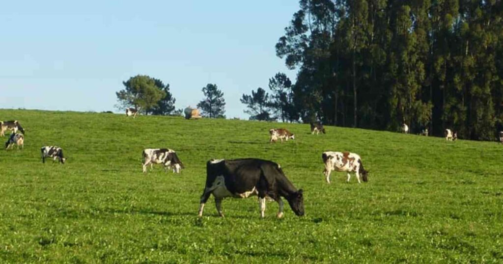 Ganadería, purines