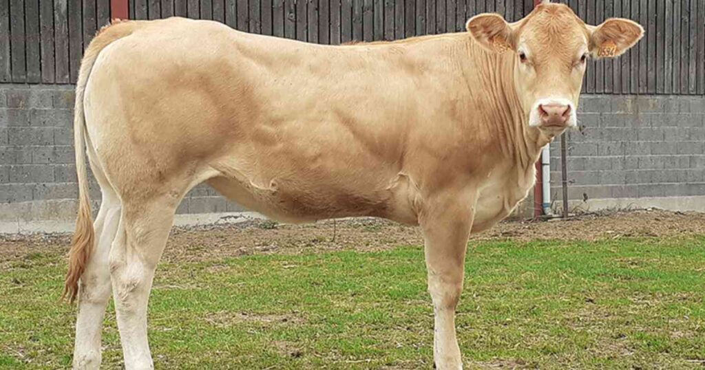 Blonde d'Aquitaine, raza