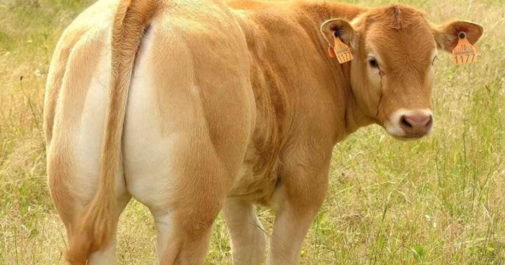 Blonde d'Aquitaine, raza