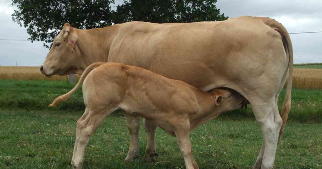 Blonde d'Aquitaine, raza