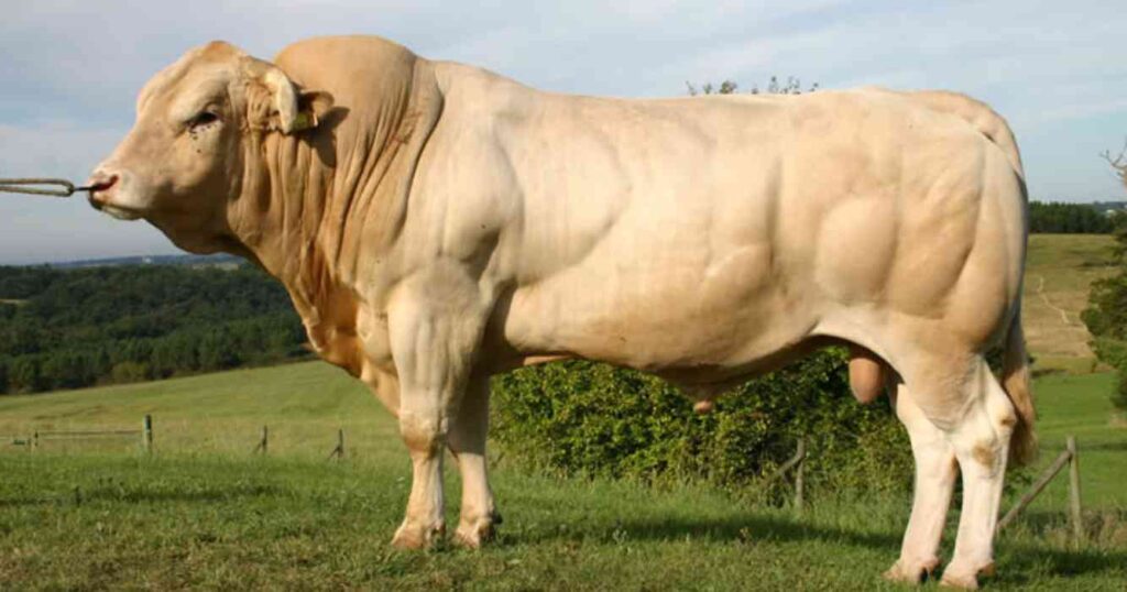 Blonde d'Aquitaine, raza