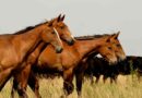 caballos, exportaciones