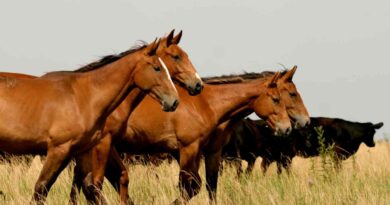 caballos, exportaciones