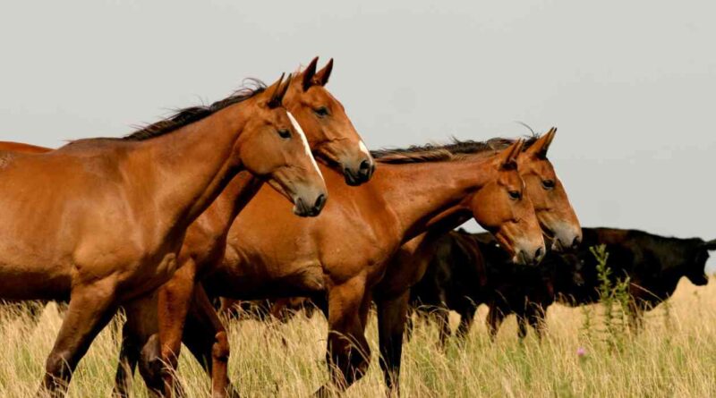 caballos, exportaciones
