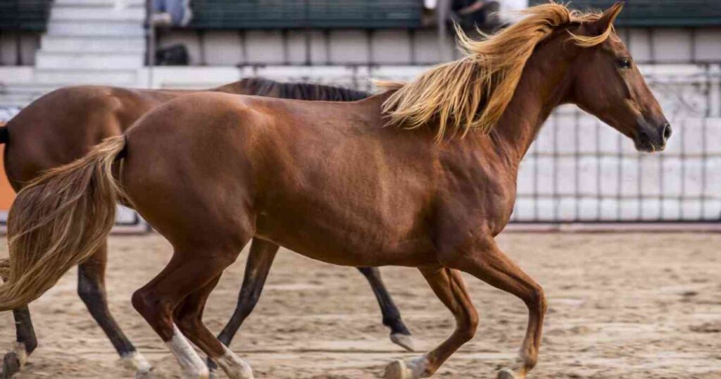 caballos, exportaciones