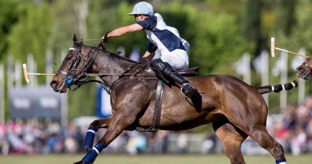 caballos, exportaciones