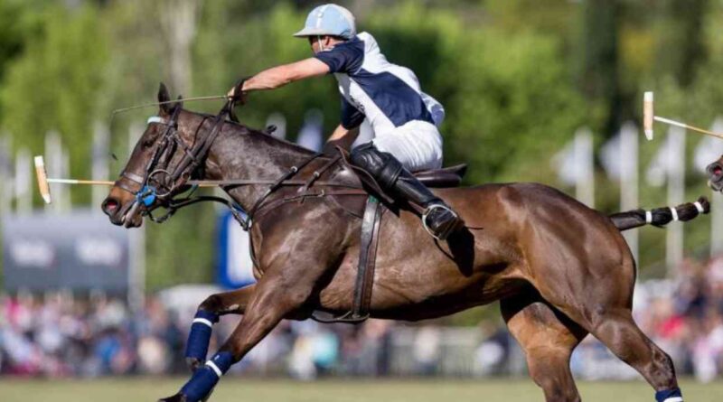 caballos, exportaciones