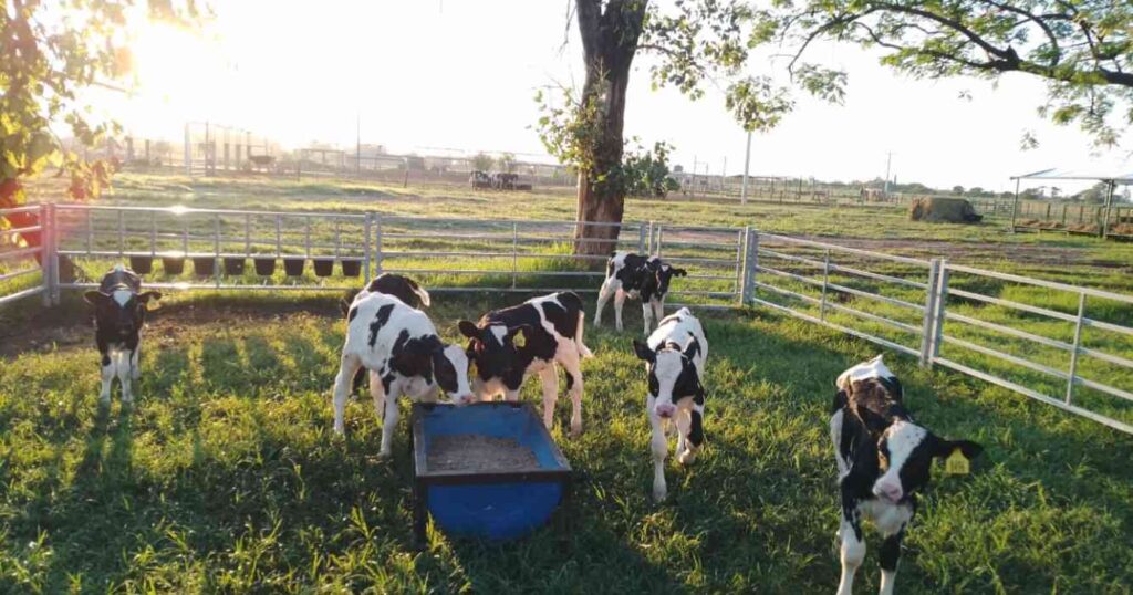 Ganadería, corrales, terneros, creep feeding