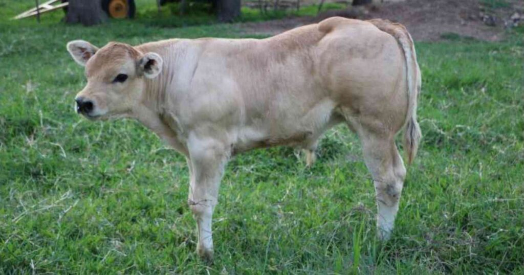 Piemontese, ganadería, raza