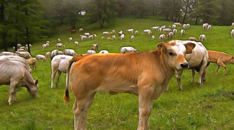 Piemontese, ganadería, raza