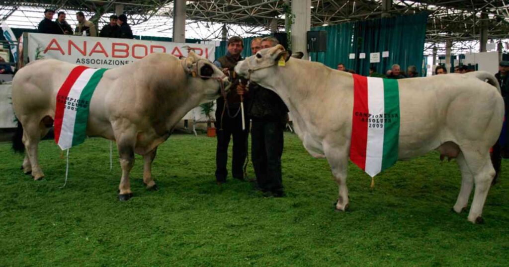 Piemontese, ganadería, raza