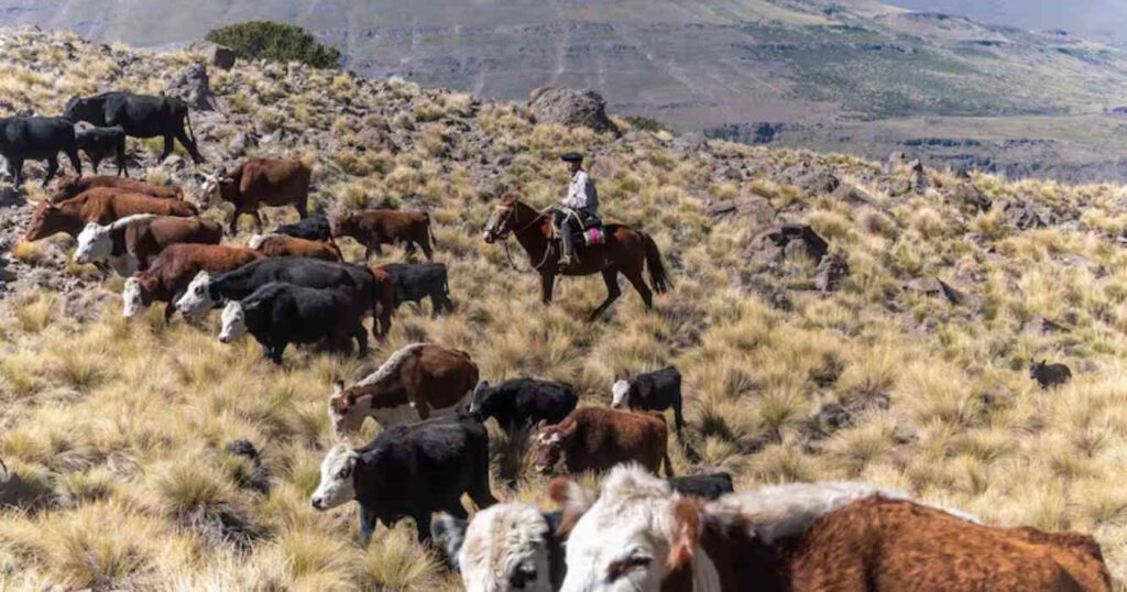 Ganadería, patagonia, barrera sanitaria