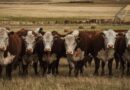Ganadería, patagonia, barrera sanitaria