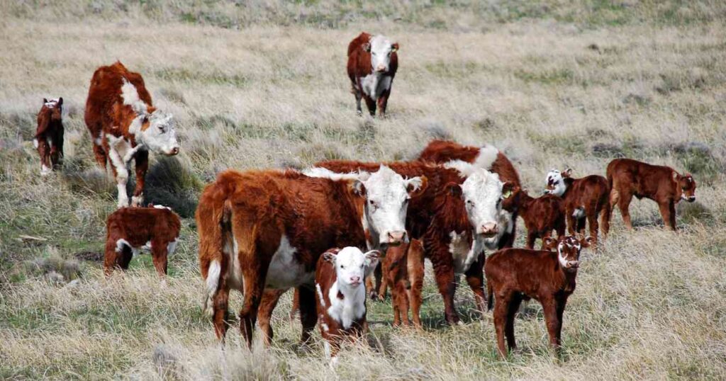 Ganadería, patagonia, barrera sanitaria