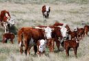 Ganadería, patagonia, barrera sanitaria