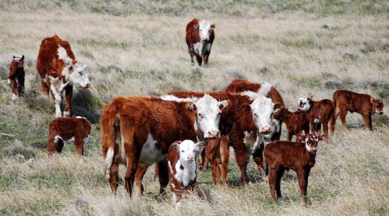 Ganadería, patagonia, barrera sanitaria