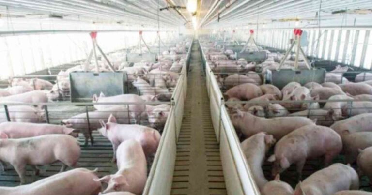 cerdo, sector porcino