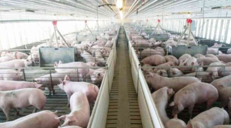 cerdo, sector porcino