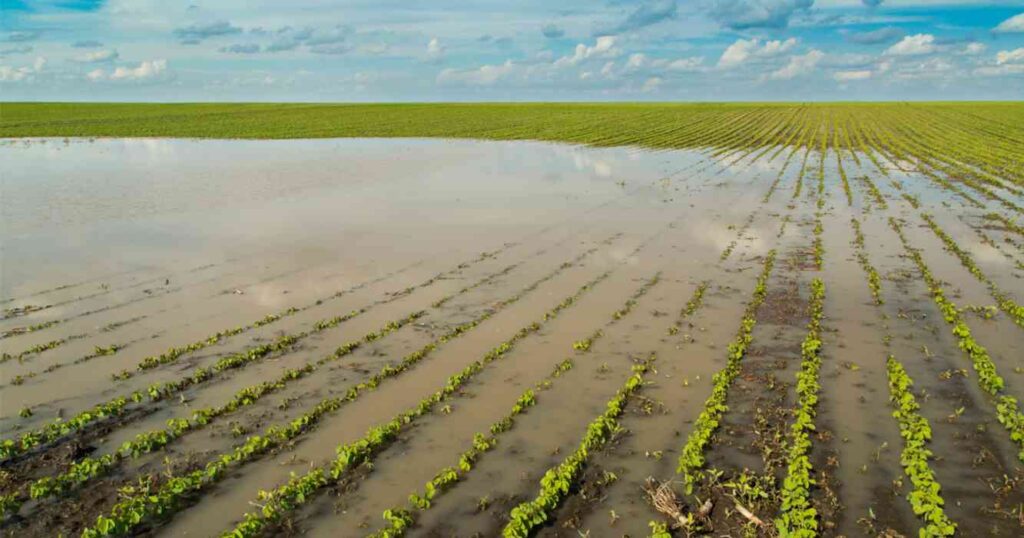 Inundaciones, campo, Buenos Aires