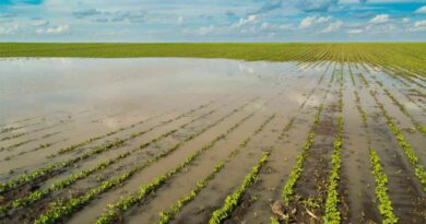 Inundaciones, campo, Buenos Aires