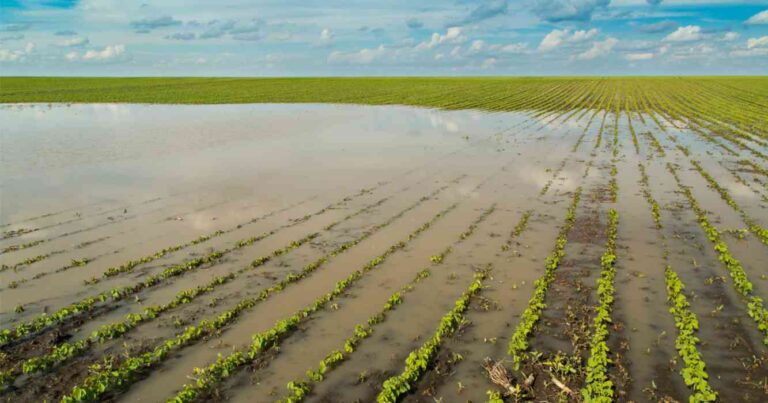 Inundaciones, campo, Buenos Aires
