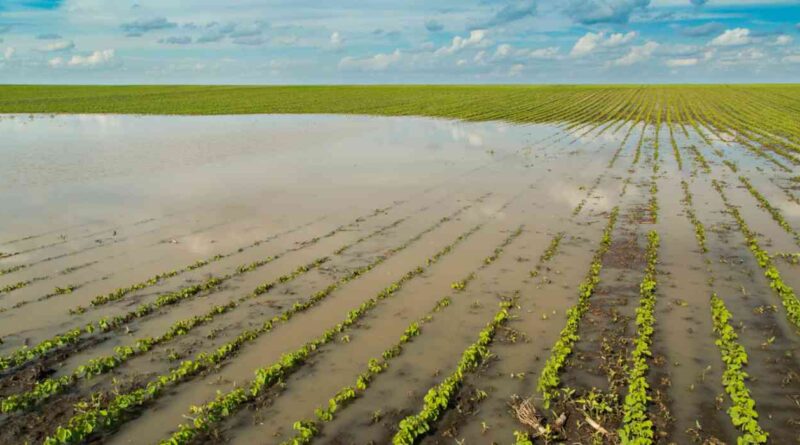 Inundaciones, campo, Buenos Aires