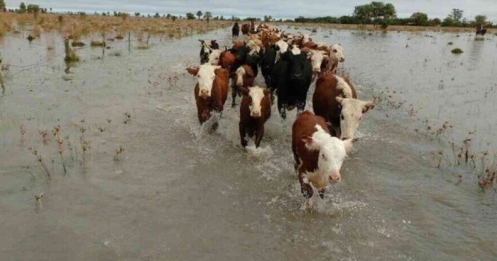Inundaciones, campo, Buenos Aires