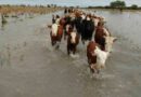 LLUVIAS, 9 DE JULIO, Inundaciones, campo, Buenos Aires, ganadería