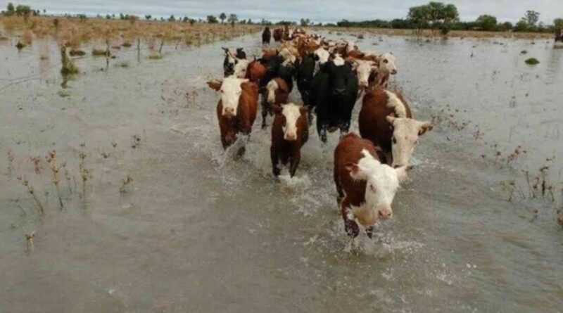 Inundaciones, campo, Buenos Aires, ganadería