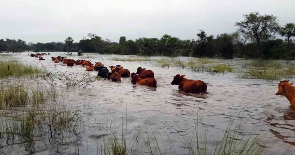 Inundaciones, campo, Buenos Aires