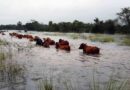 Inundaciones, campo, Buenos Aires, lluvias