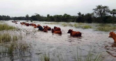 ganadería, Inundaciones, campo, Buenos Aires, lluvias