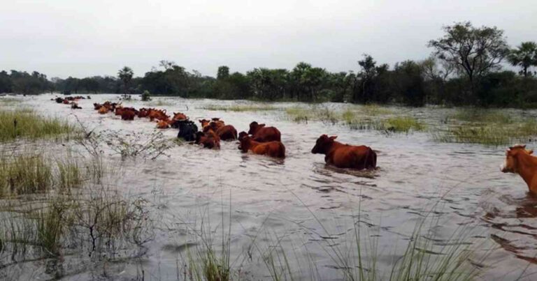 ganadería, Inundaciones, campo, Buenos Aires, lluvias